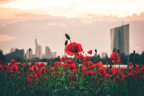 Klaprozenveld voor Frankfurt en de skyline