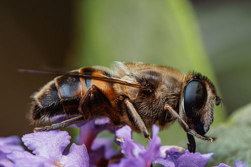 Insect on flower