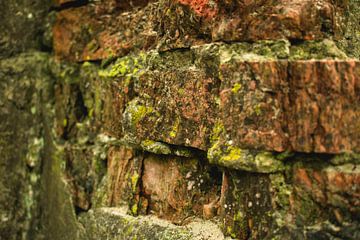 Robust wall with moss by Eugenlens