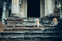 Affen im Tempel Angkor Wat