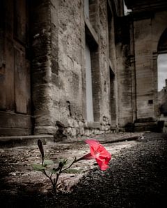 Cityflower
