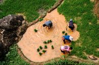 The rice planters by Aart Prikker thumbnail
