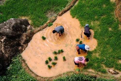 The rice planters