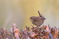 Northern Wren