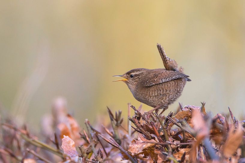Troglodyte mignon par Ger van Beek