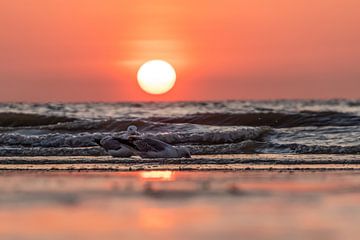 Sonnenuntergang auf See von Greet Thijs