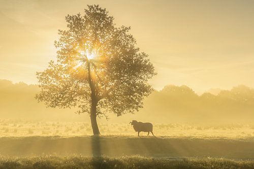 Drenthe bij zonsopkomst