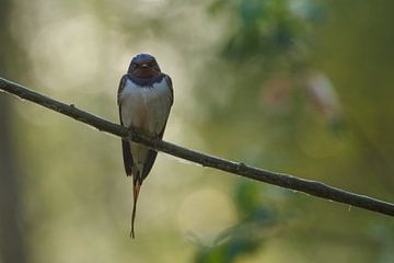 Barn swallow on a branch in the morning light by Arjan van de Logt
