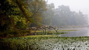 Een meer in de herfst van masivane