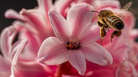 Hyazinthe und Hummel