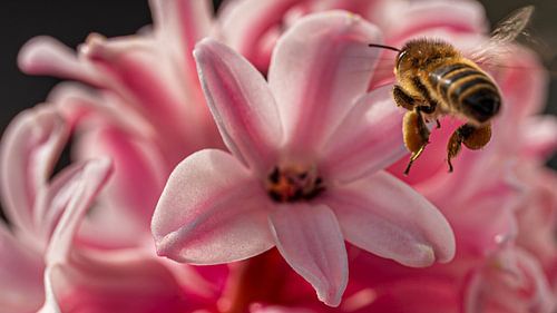 Hyacinth and bumblebee