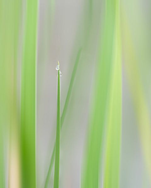 Drop duo by Liliane Jaspers