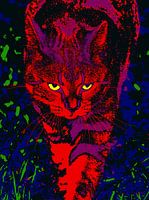 Cat During Nocturnal Hunting