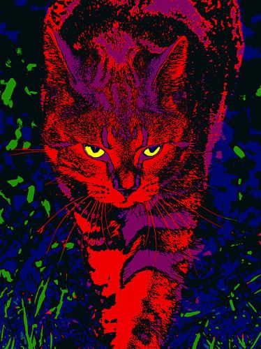 Kat Tijdens Nachtelijke Jacht van McRoa