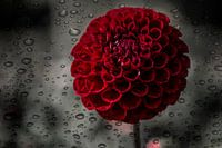 Dahlia fleur rouge