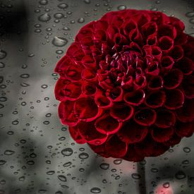 Dahlia fleur rouge sur Marijke Keijser