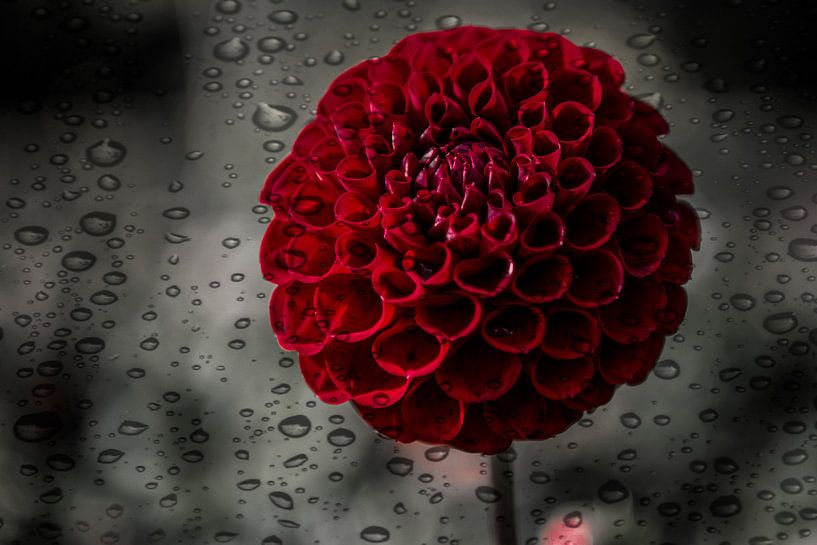 Dahlia red flower by Marijke Keijser