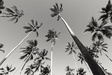 Palmbomen van Bart van Mastrigt