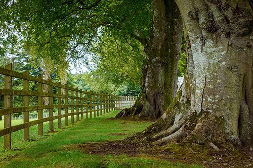 Avenue of trees in Ireland