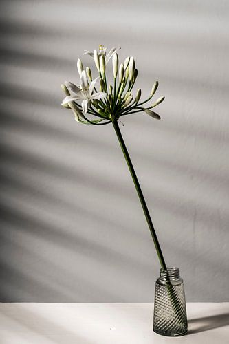 Bloem in kristallen vaasje