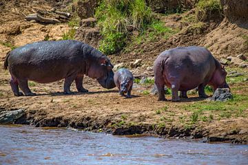 Nijlpaarden met kind van Peter Michel