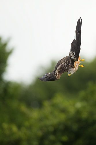 Rode Wouw in duikvlucht in Engeland