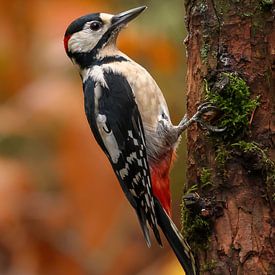 Great Spotted Woodpecker in autumn sphere by Amanda Blom