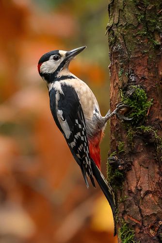 Great Spotted Woodpecker in autumn sphere by Amanda Blom