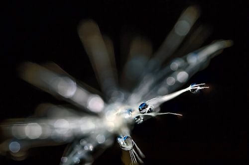 Dauwdruppels op paardenbloem