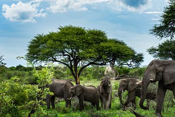 Elephants in Makgadikgadi National park - Botswana by Paula Romein