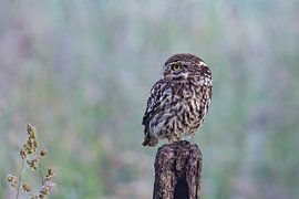 Chouette chevêche, (Athene noctua).