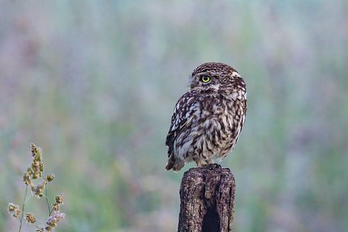 Steenuil, (Athene noctua).