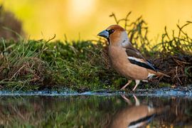 Apfelfink von Merijn Loch