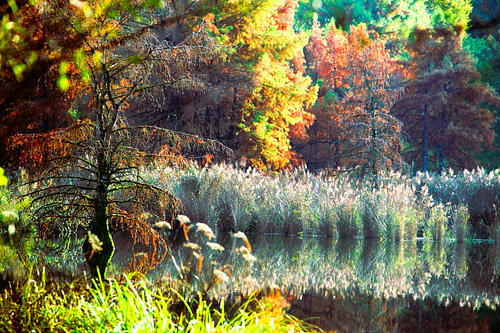 Bald cypress  II