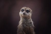 Portrait d'un suricate curieux et vigilant