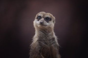 Portrait d'un suricate curieux et vigilant sur Jesper Stegers