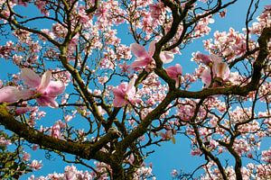 Schöne blühende Magnolien im Frühling