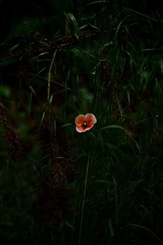Raindrops and poppies amidst wild greenery