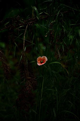 Raindrops and poppies amidst wild greenery
