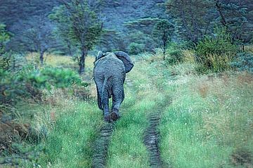 Ga nooit alleen! Olifant volgt zijn kudde (foto schilderij) van images4nature by Eckart Mayer Photography