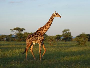 Tanzania safari by Mandy van der Doelen