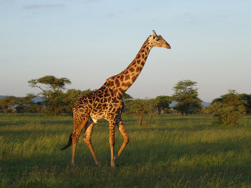 Tanzania safari