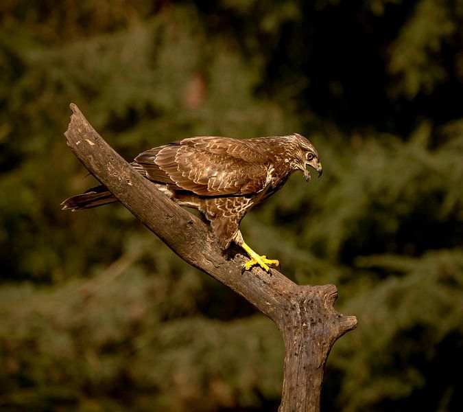 calling the buzzard by Wouter Van der Zwan