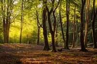 Trees in the Speulderbos near Ermelo Netherlands