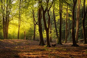 Bäume im Speulderbos bei Ermelo Niederlande von Bart Ros