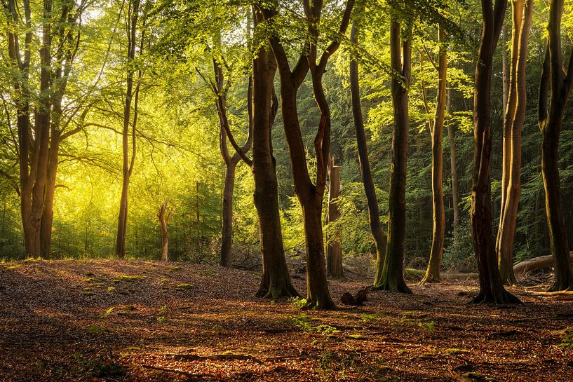 Bomen in het Speulderbos bij Ermelo Nederland van Bart Ros