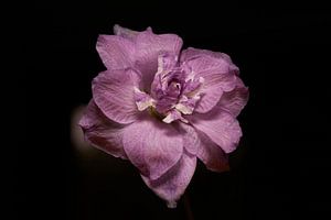 Purple rain ...
