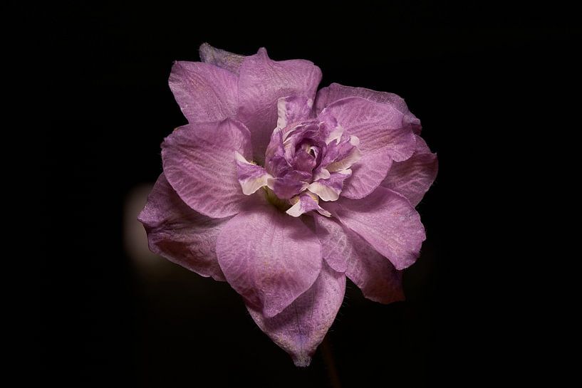 Purple rain ... by Eric Fotografie