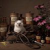 Het juiste medicijn, ragdoll kitten van Elles Rijsdijk