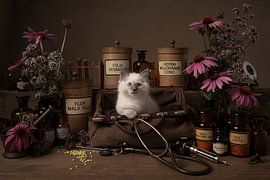 The right medicine, ragdoll kitten